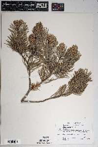 Pinus edulis image