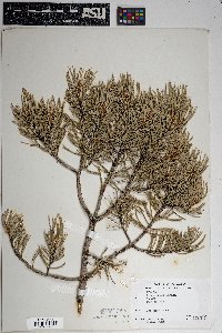 Pinus edulis image