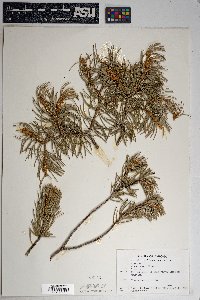 Pinus edulis image