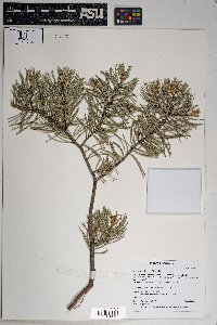 Pinus edulis image