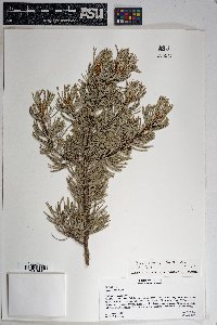 Pinus edulis image