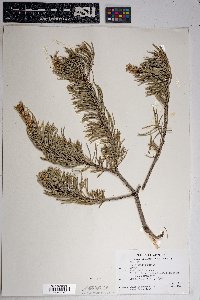 Pinus edulis image