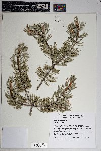 Pinus edulis image