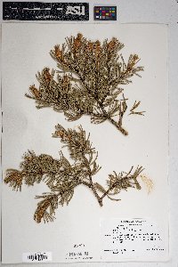 Pinus edulis image