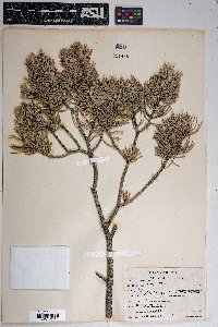 Pinus edulis image