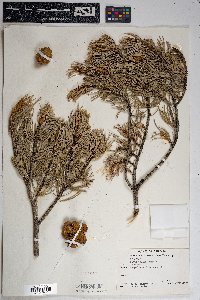 Pinus edulis image