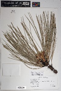 Pinus engelmannii image