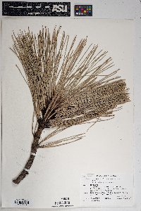 Pinus engelmannii image