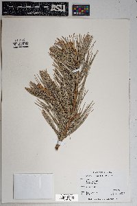 Pinus flexilis image