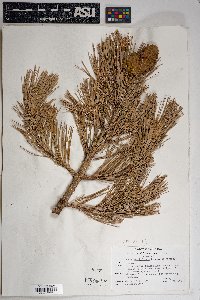 Pinus flexilis image