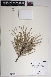 Pinus ponderosa image