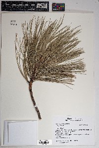 Pinus ponderosa image