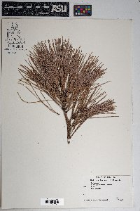 Pinus ponderosa image