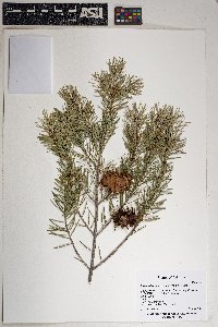 Pseudotsuga menziesii image