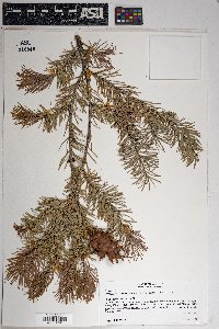 Pseudotsuga menziesii image