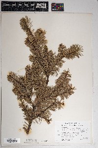 Pseudotsuga menziesii image