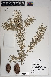 Pseudotsuga menziesii image