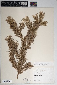 Pseudotsuga menziesii image