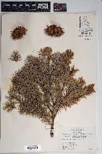 Pseudotsuga menziesii image