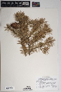 Pseudotsuga menziesii image