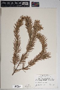 Pseudotsuga menziesii var. glauca image