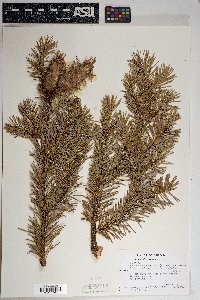 Pseudotsuga menziesii var. glauca image