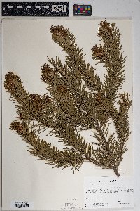 Pseudotsuga menziesii image