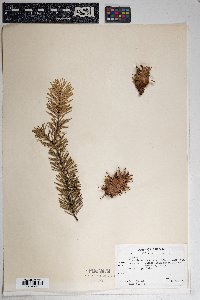 Pseudotsuga menziesii image