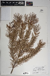 Pseudotsuga menziesii image