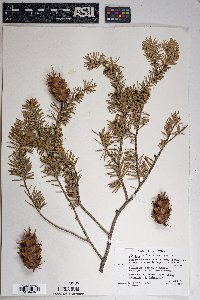 Pseudotsuga menziesii image