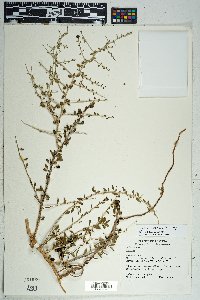 Lycium exsertum image