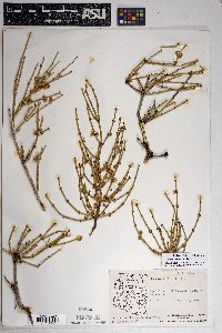 Ephedra viridis image