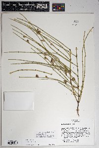 Ephedra viridis image