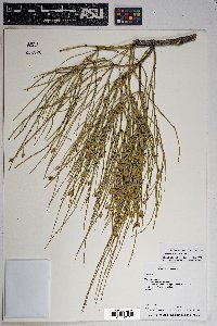 Ephedra viridis image