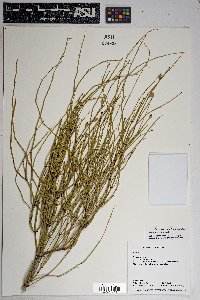 Ephedra viridis image