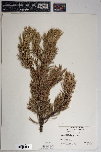 Pinus aristata image