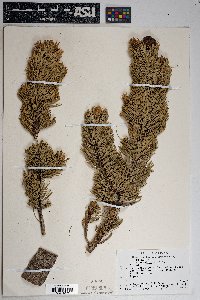 Pinus aristata image