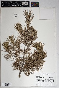 Pinus cembroides image