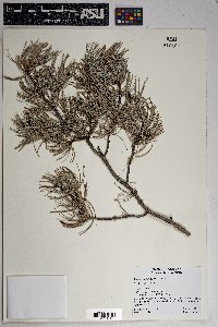 Pinus cembroides image