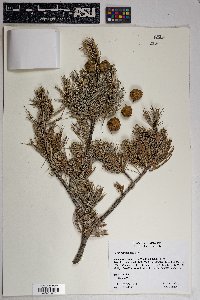 Pinus cembroides image