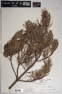 Pinus cembroides image