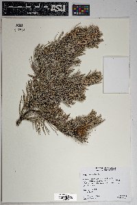 Pinus cembroides image