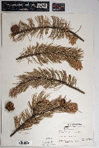 Pinus cembroides image