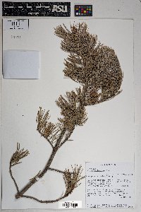 Pinus cembroides image