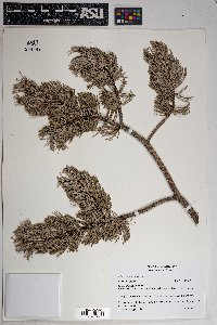 Pinus cembroides image