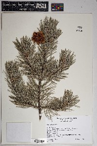 Pinus cembroides image