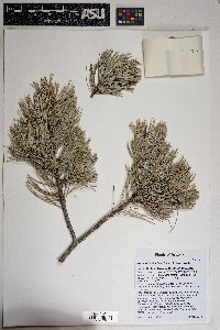 Pinus cembroides image