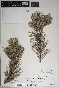 Pinus cembroides image