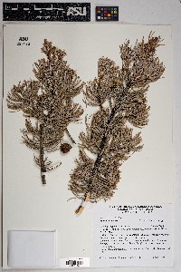 Pinus cembroides image