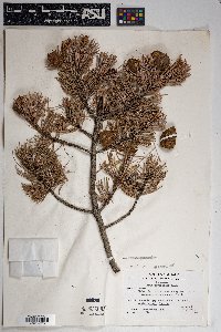 Pinus cembroides image